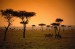 kenya-trees-and-zebras
